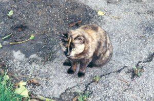 Grosses bild anzeigen Meggi 06-98.jpg